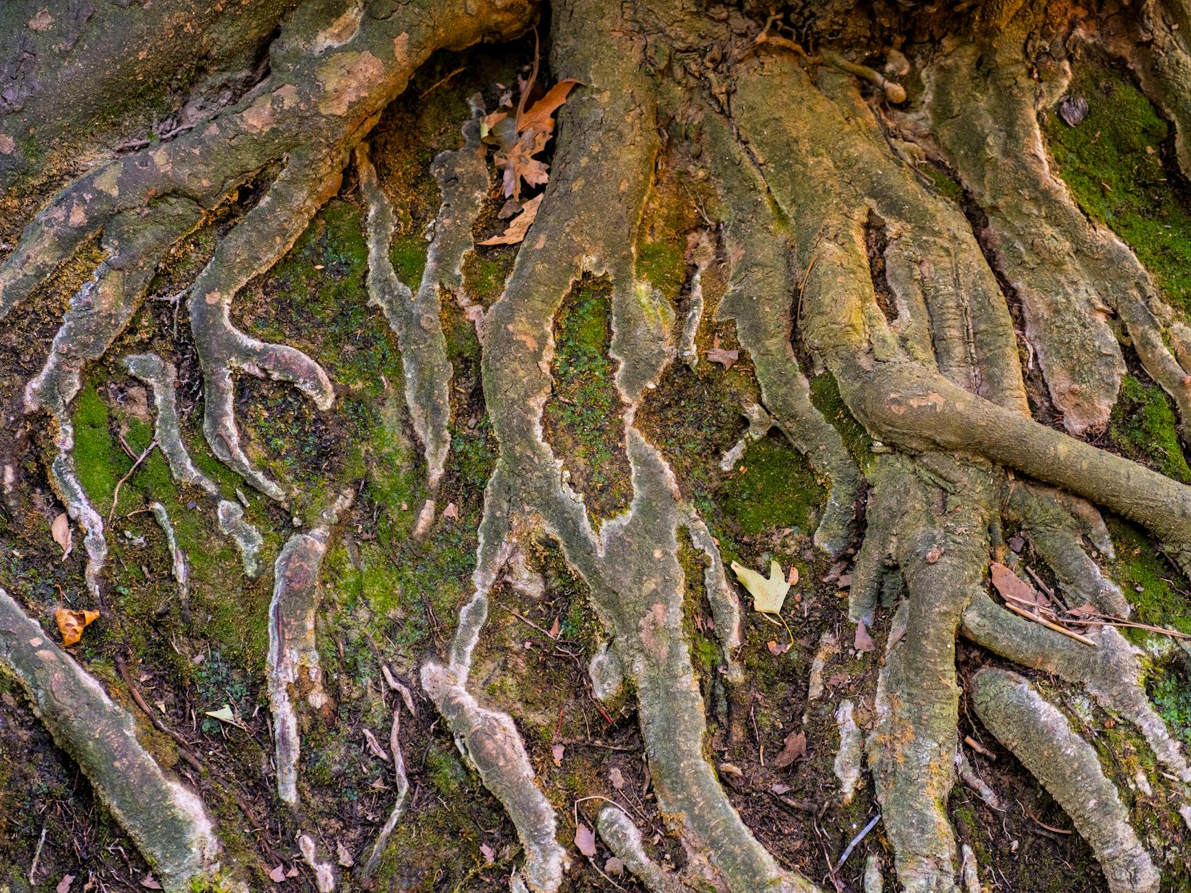 Finding Bottlenecks and Root Causes