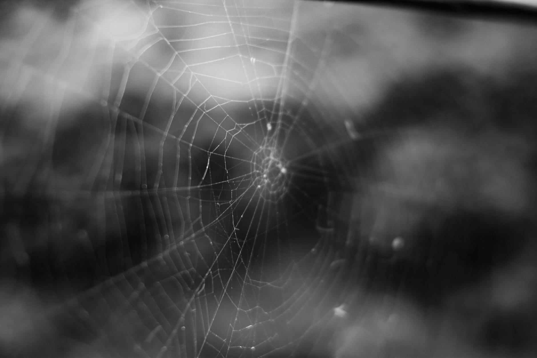 How Do Core Web Vitals Determine Your Theme Choice?