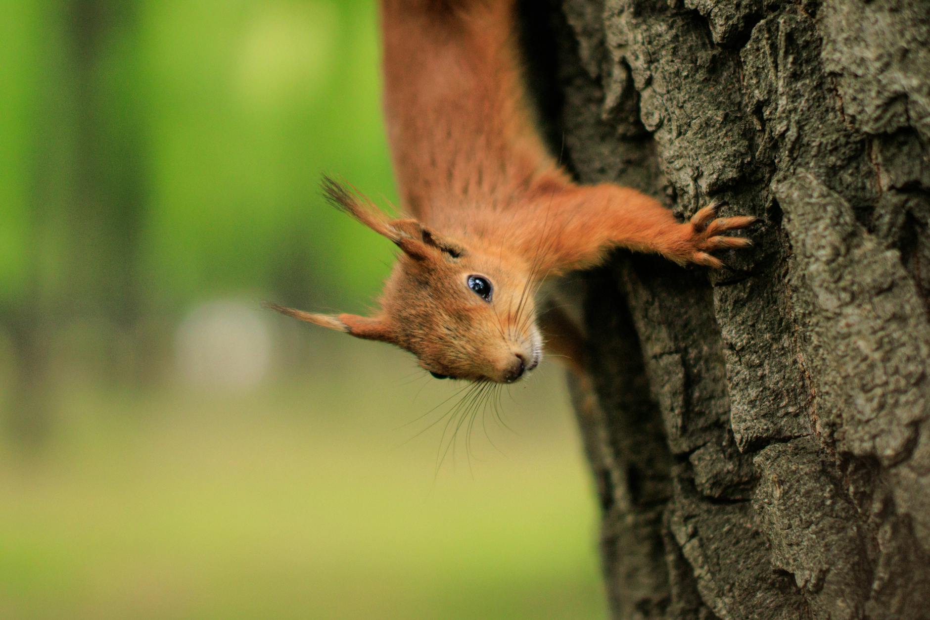 What Are Agile and Waterfall, and How Do They Fundamentally Differ?