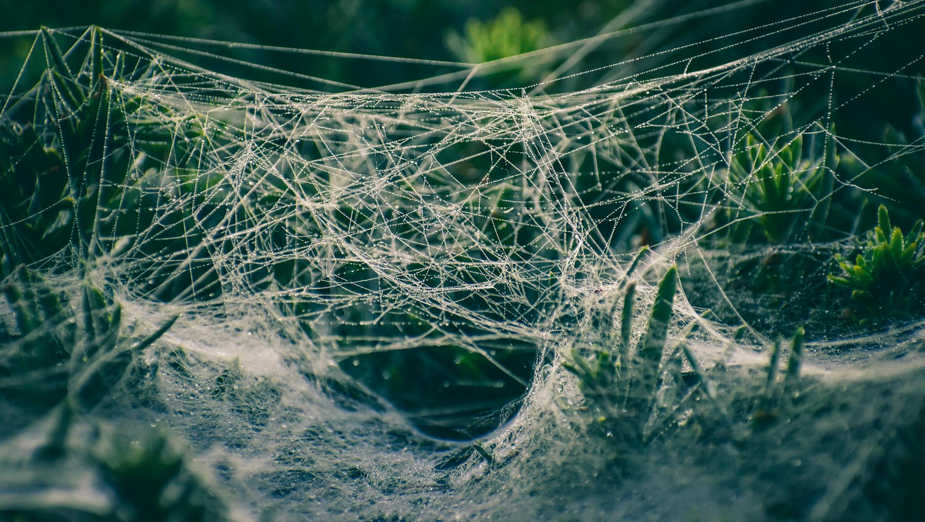 New Zero Day Webflow Vulnerability Lets Hackers Take Over Sites in Seconds - Featured image