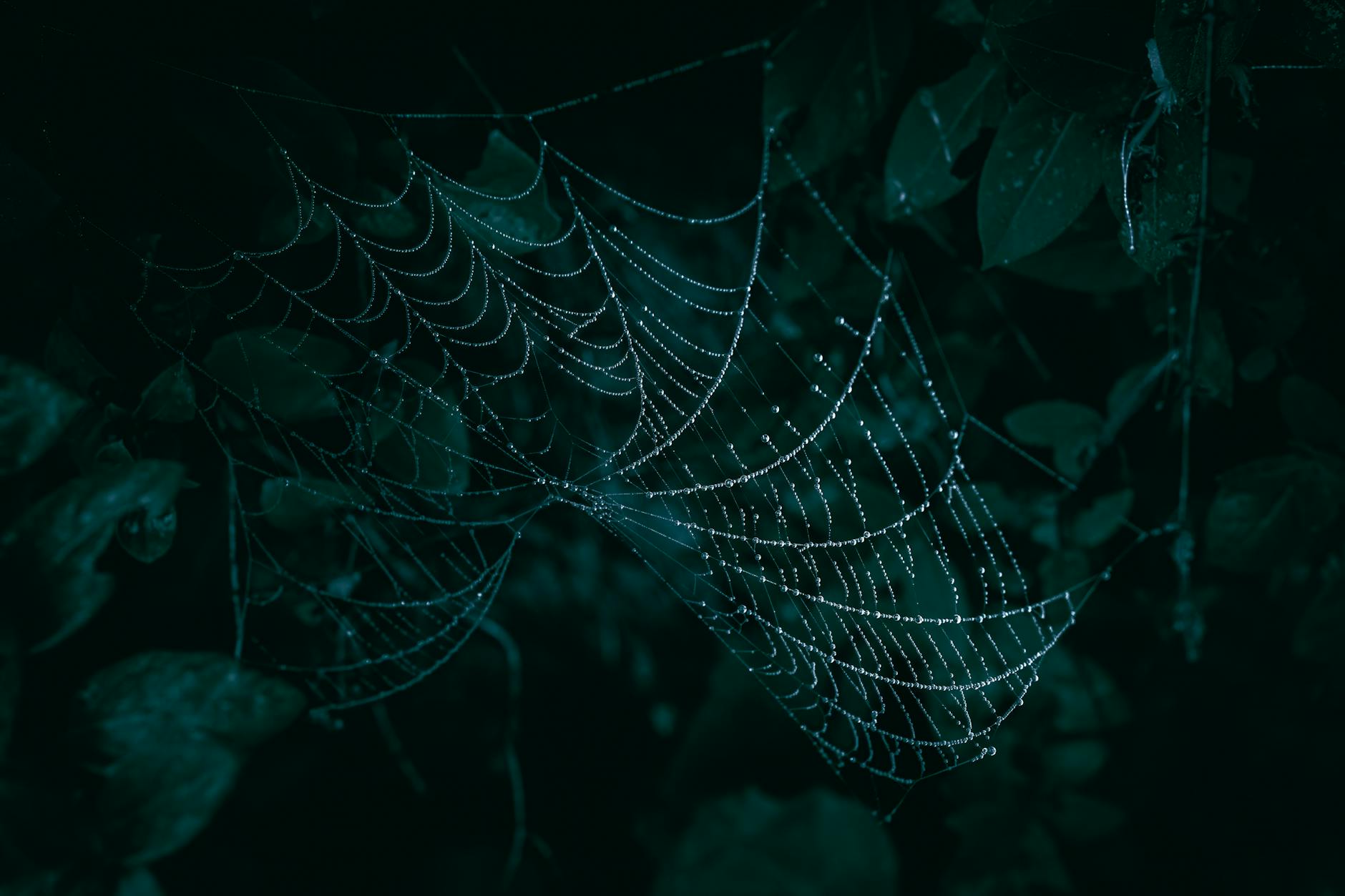 Understanding Dark Web Credential Markets and Pricing