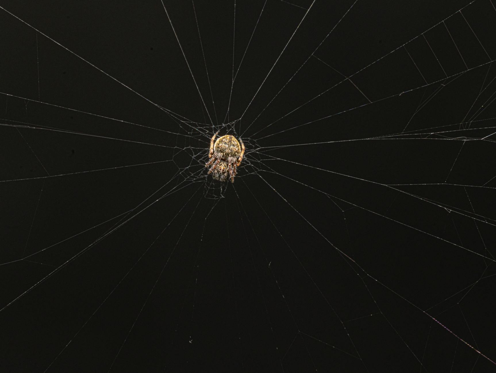 What Dark Web Marketplaces Are Actually Offering for Shopify Access