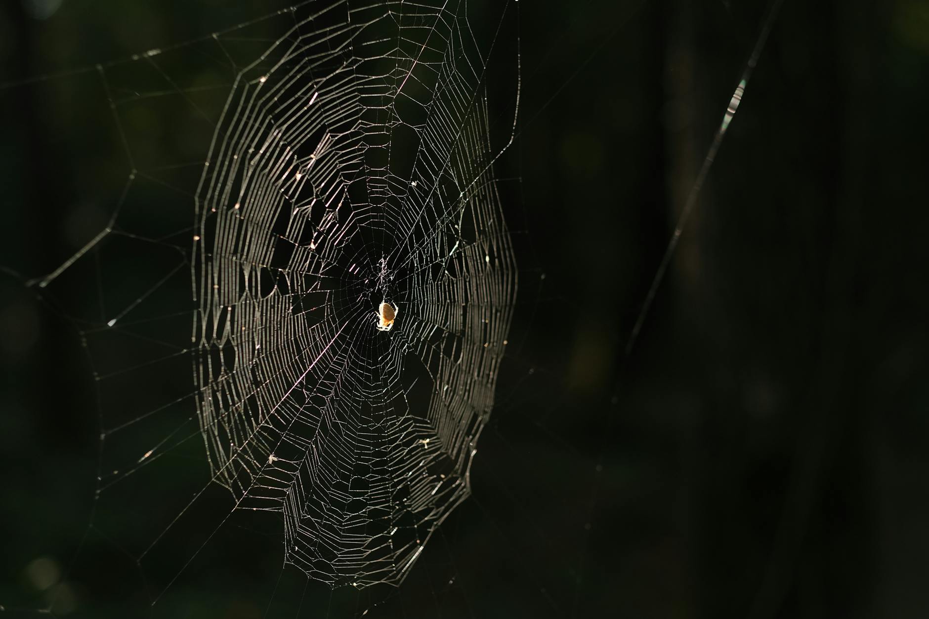 What Does Dark Web Admin Access Actually Cost?